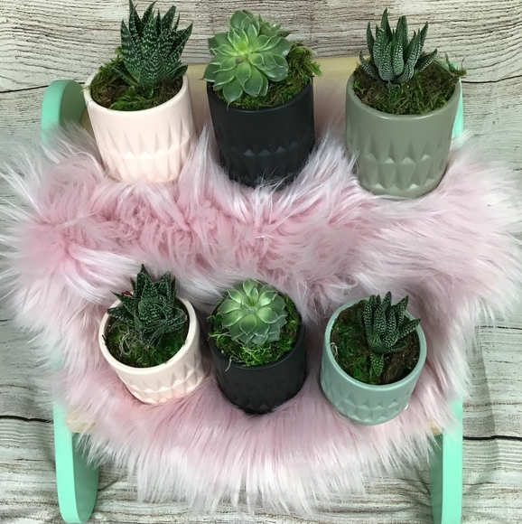 1 live Adorably Cute Succulent In Planter - Picture 3 of 3